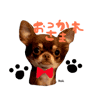 チワワのノエルさん（個別スタンプ：8）