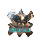 鼻ぺちゃポポ②（個別スタンプ：11）