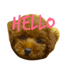 トイプードルのちゃちゃまるくん（個別スタンプ：1）