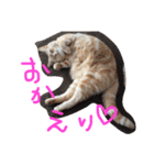 てんじじ（個別スタンプ：5）