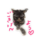 てんじじ（個別スタンプ：8）