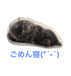てんじじ（個別スタンプ：11）