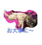 てんじじ（個別スタンプ：13）