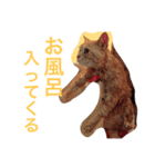 てんじじ（個別スタンプ：14）