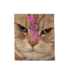 てんじじ（個別スタンプ：16）