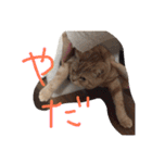 てんじじ（個別スタンプ：19）