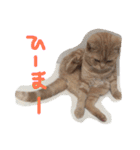 てんじじ（個別スタンプ：20）
