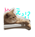 てんじじ（個別スタンプ：23）