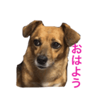 犬 ちょっと猫2（個別スタンプ：1）