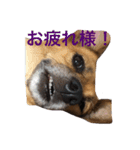 犬 ちょっと猫2（個別スタンプ：2）