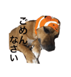 犬 ちょっと猫2（個別スタンプ：3）