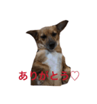 犬 ちょっと猫2（個別スタンプ：4）