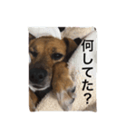 犬 ちょっと猫2（個別スタンプ：5）