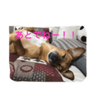 犬 ちょっと猫2（個別スタンプ：6）