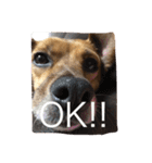 犬 ちょっと猫2（個別スタンプ：7）