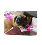 犬 ちょっと猫2（個別スタンプ：8）