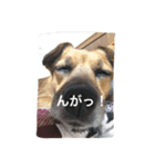 犬 ちょっと猫2（個別スタンプ：9）