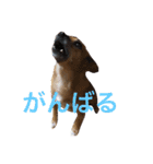 犬 ちょっと猫2（個別スタンプ：10）