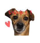 犬 ちょっと猫2（個別スタンプ：11）