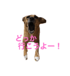 犬 ちょっと猫2（個別スタンプ：12）