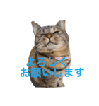 犬 ちょっと猫2（個別スタンプ：13）