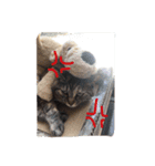 犬 ちょっと猫2（個別スタンプ：14）