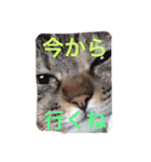 犬 ちょっと猫2（個別スタンプ：15）