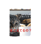犬 ちょっと猫2（個別スタンプ：16）