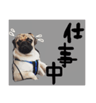 愛犬のキモチ（個別スタンプ：1）