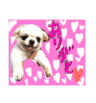 愛犬のキモチ（個別スタンプ：2）