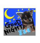 愛犬のキモチ（個別スタンプ：3）