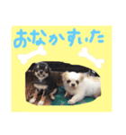 愛犬のキモチ（個別スタンプ：5）