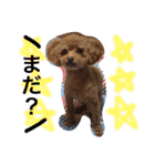 トイプードル  モカ②（個別スタンプ：3）