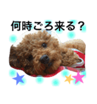 トイプードル  モカ②（個別スタンプ：6）