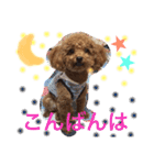 トイプードル  モカ②（個別スタンプ：13）