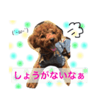 トイプードル  モカ②（個別スタンプ：21）