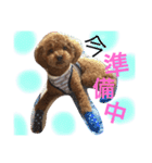 トイプードル  モカ②（個別スタンプ：28）
