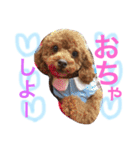 トイプードル  モカ②（個別スタンプ：29）
