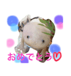 トイプードル  モカ②（個別スタンプ：34）