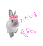 ウサギのマロ会長（個別スタンプ：8）