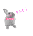 ウサギのマロ会長（個別スタンプ：13）