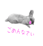 ウサギのマロ会長（個別スタンプ：15）