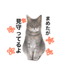 猫のマメ輔 その1（個別スタンプ：8）