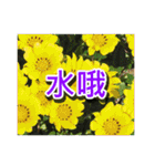 Flower images_3（個別スタンプ：2）