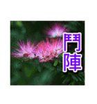 Flower images_3（個別スタンプ：15）