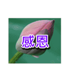 Flower images_3（個別スタンプ：16）