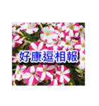Flower images_3（個別スタンプ：17）