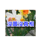 Flower images_3（個別スタンプ：32）