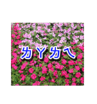 Flower images_3（個別スタンプ：37）