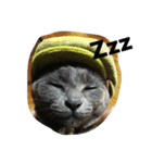 わたしが飼ってる猫たち（個別スタンプ：6）